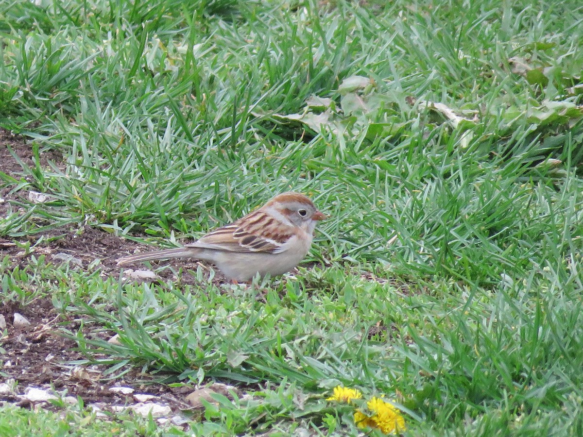 Field Sparrow - ML617599053