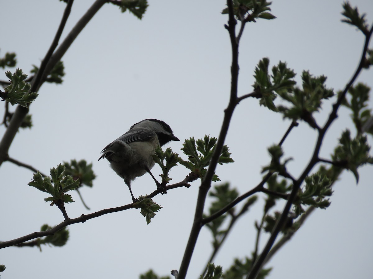 Mésange à tête noire - ML617599102