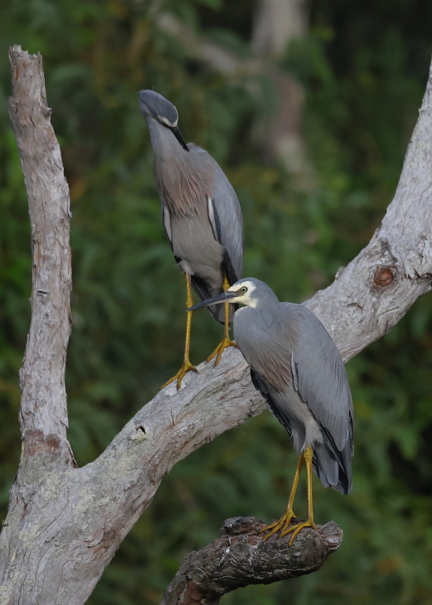 White-faced Heron - ML617599106