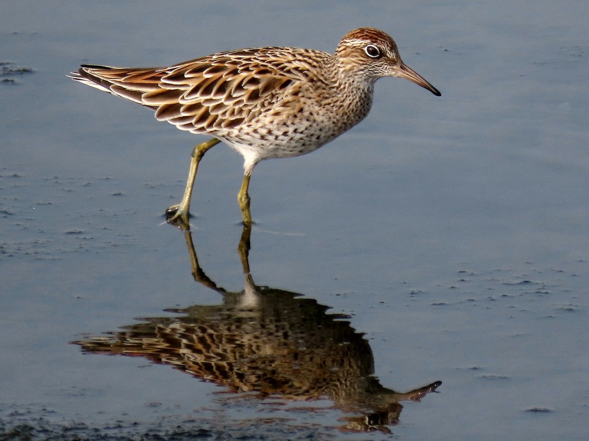 Sharp-tailed Sandpiper - ML617599120