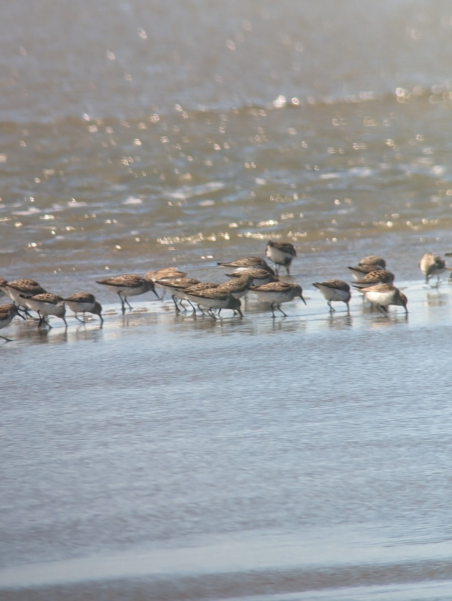 Bergstrandläufer - ML617599131