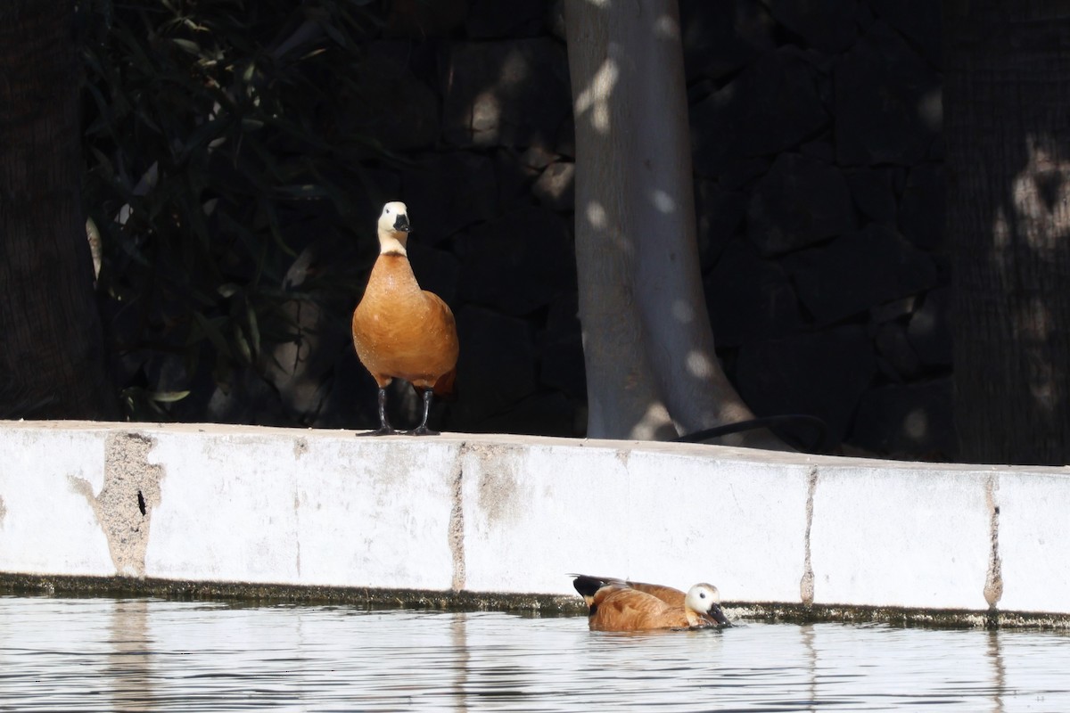 Ruddy Shelduck - ML617599133