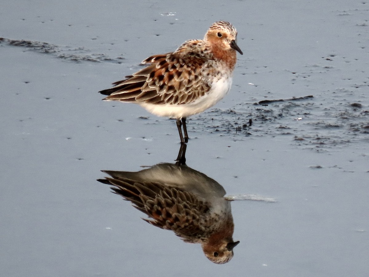 Red-necked Stint - 竹雞 劉