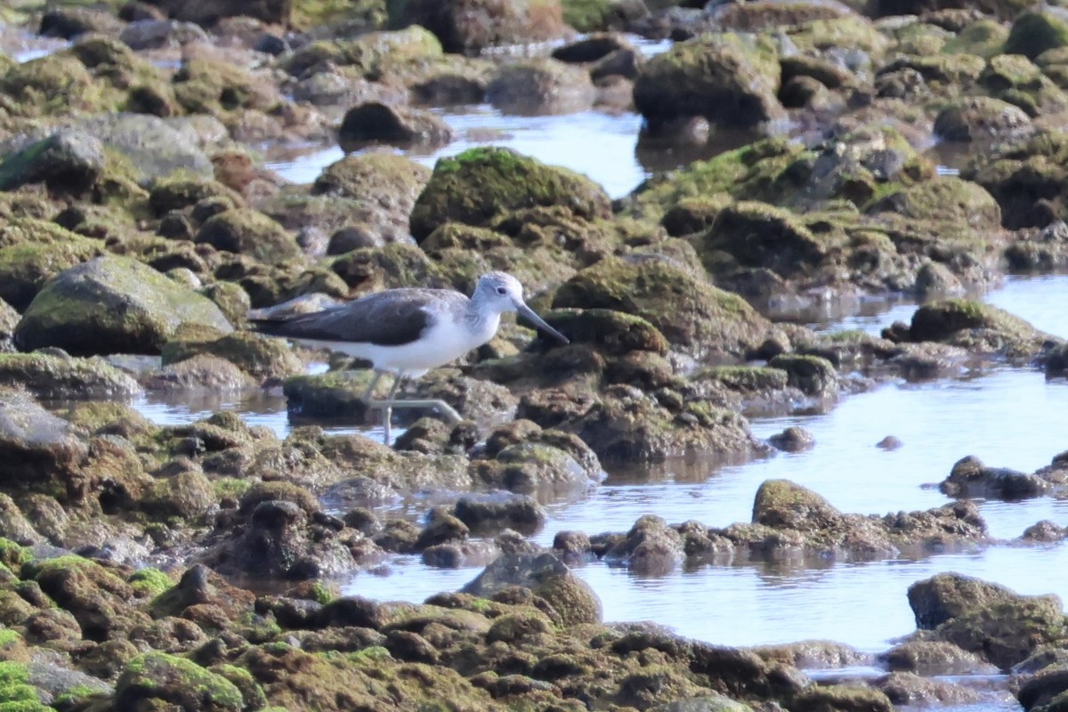 Common Greenshank - ML617599144