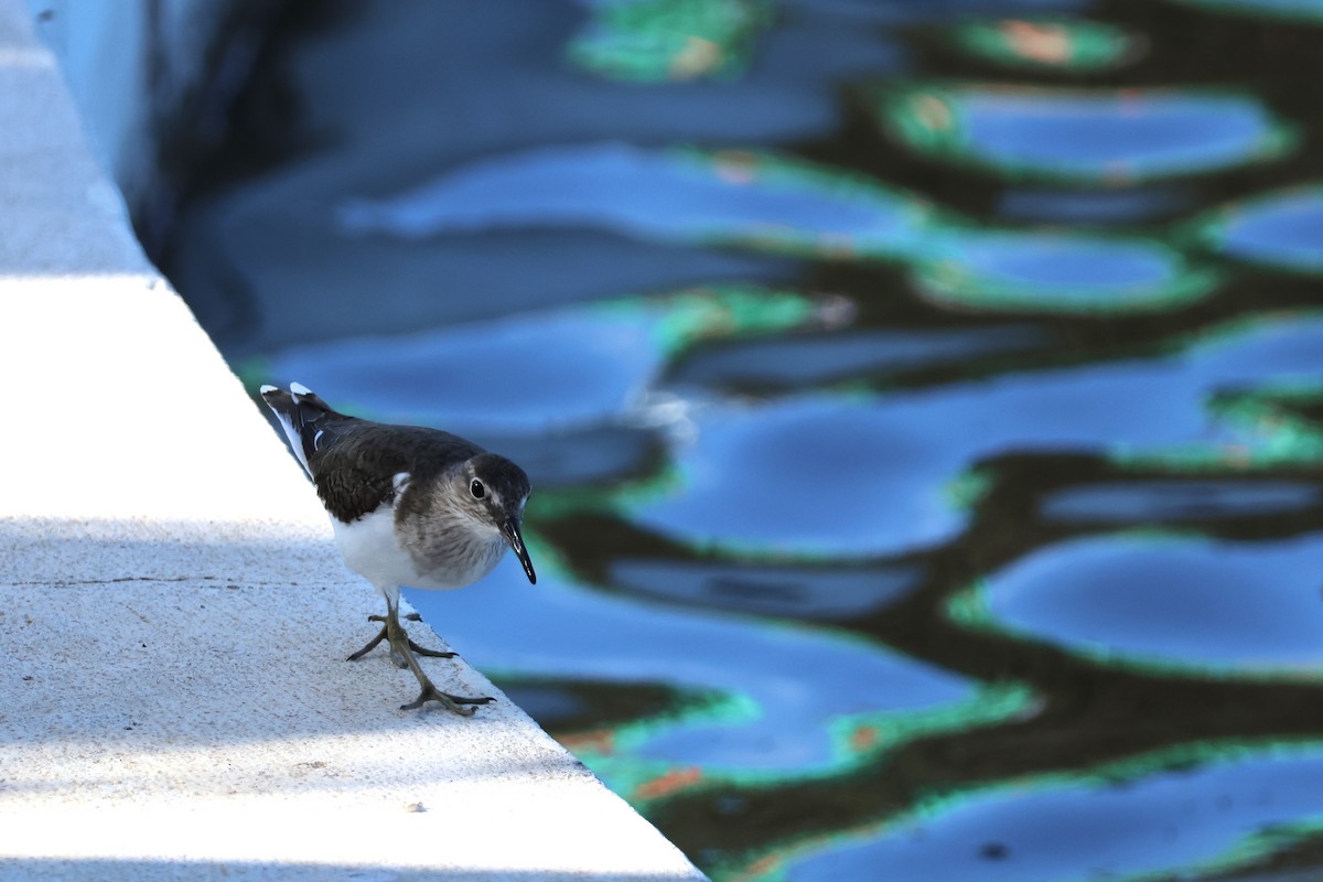 Common Sandpiper - ML617599149