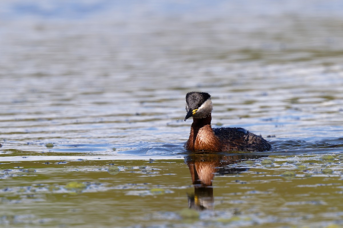 Red-necked Grebe - ML617599150