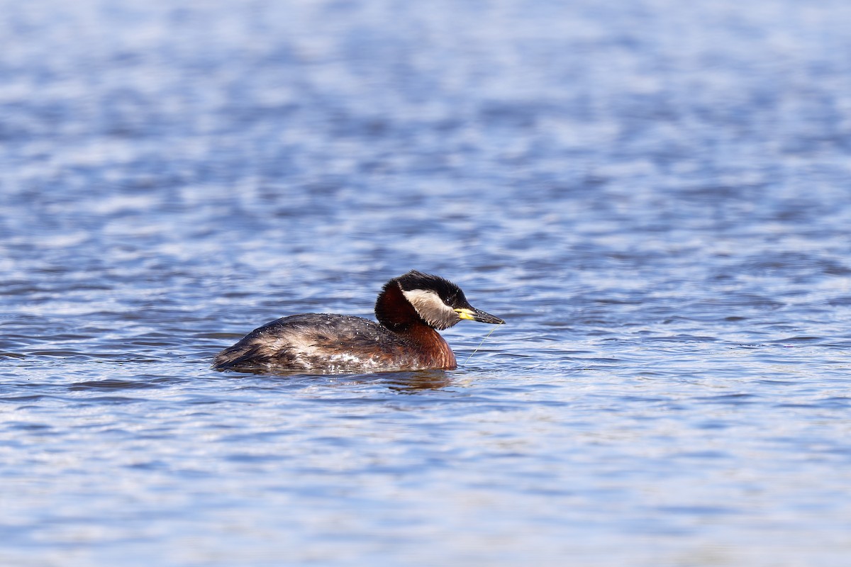 Red-necked Grebe - ML617599151