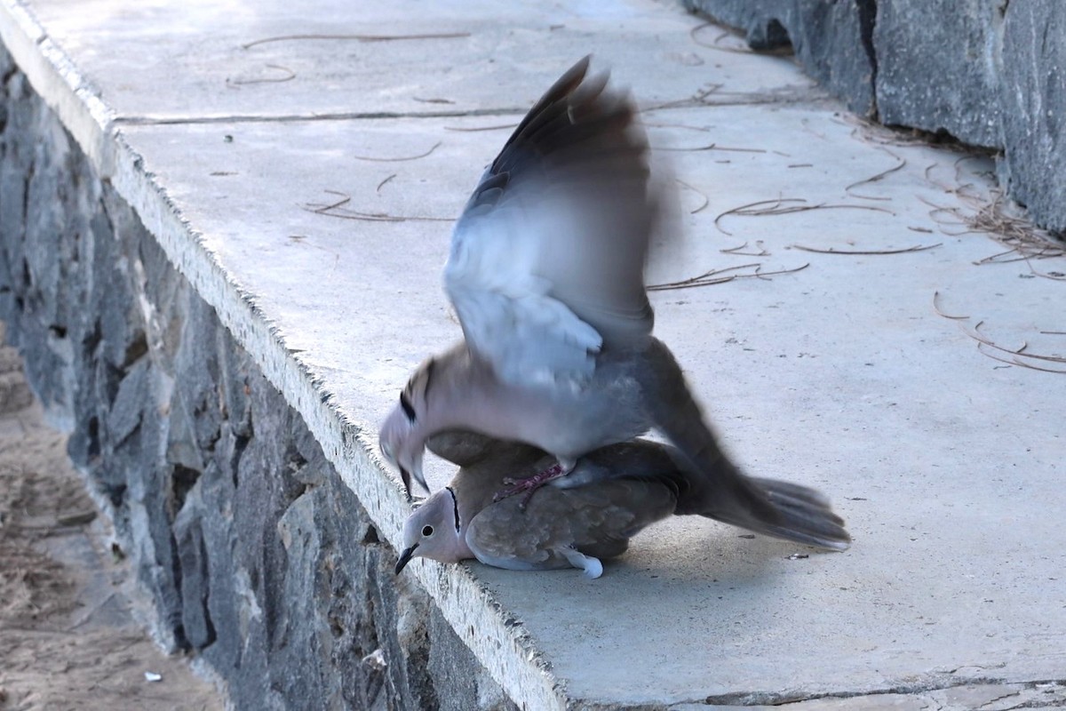 Eurasian Collared-Dove - ML617599159