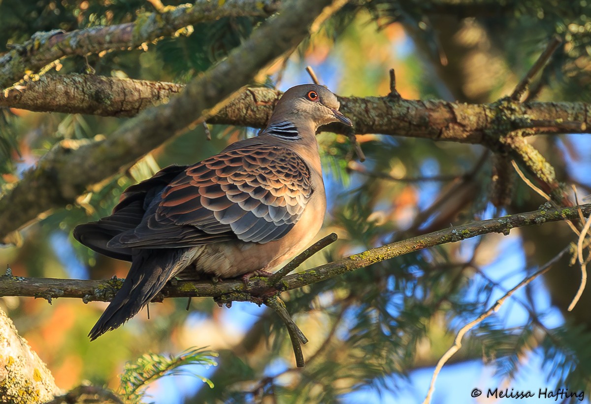 Oriental Turtle-Dove - ML617599187