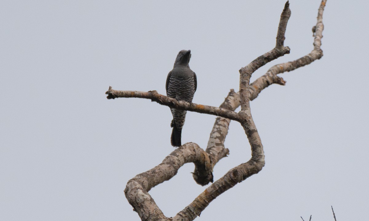 Bar-bellied Cuckooshrike - ML617599194