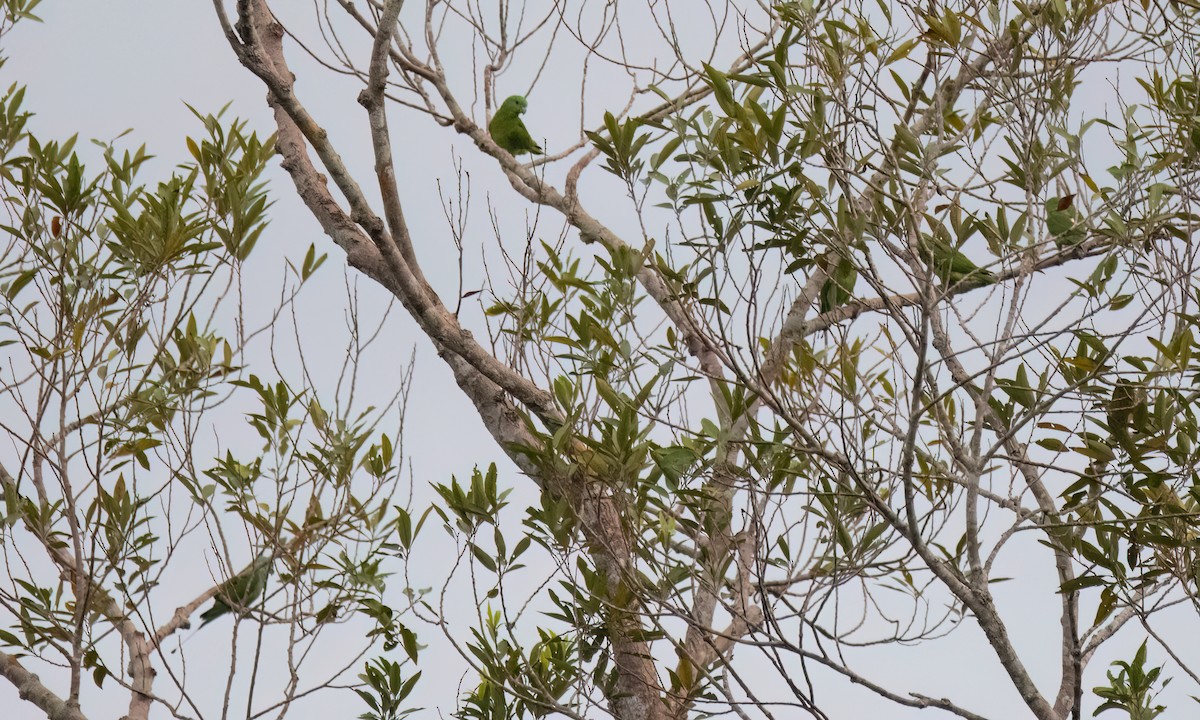 Palavan Raket Kuyruklu Papağanı - ML617599206