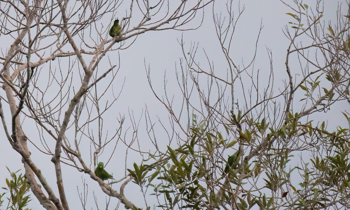 Palavan Raket Kuyruklu Papağanı - ML617599207