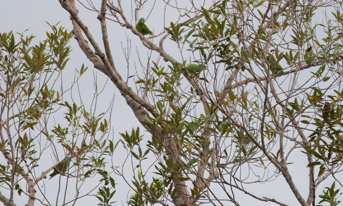 Palavan Raket Kuyruklu Papağanı - ML617599208