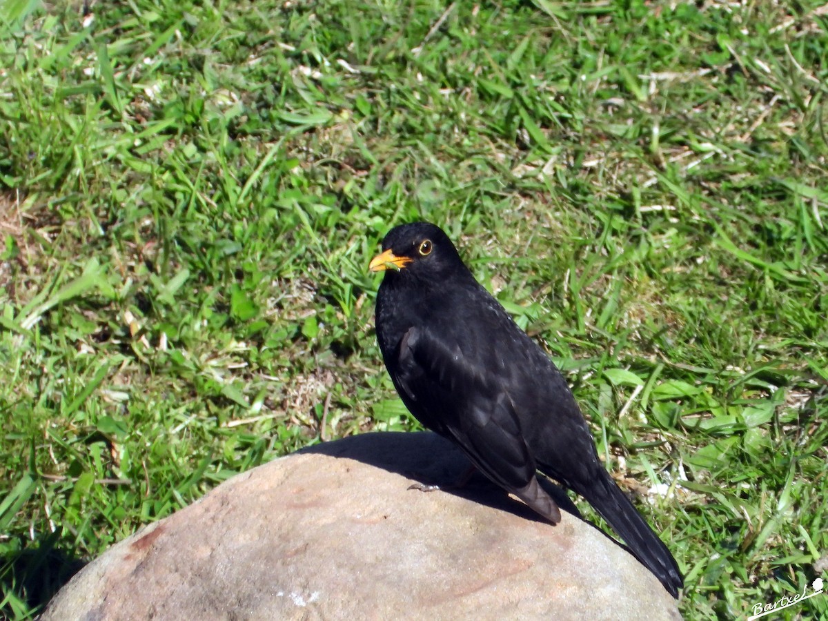 Eurasian Blackbird - ML617599209