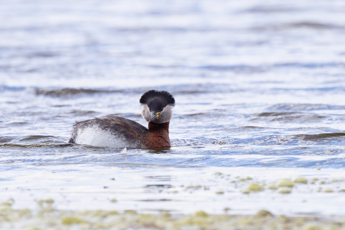 Red-necked Grebe - ML617599235