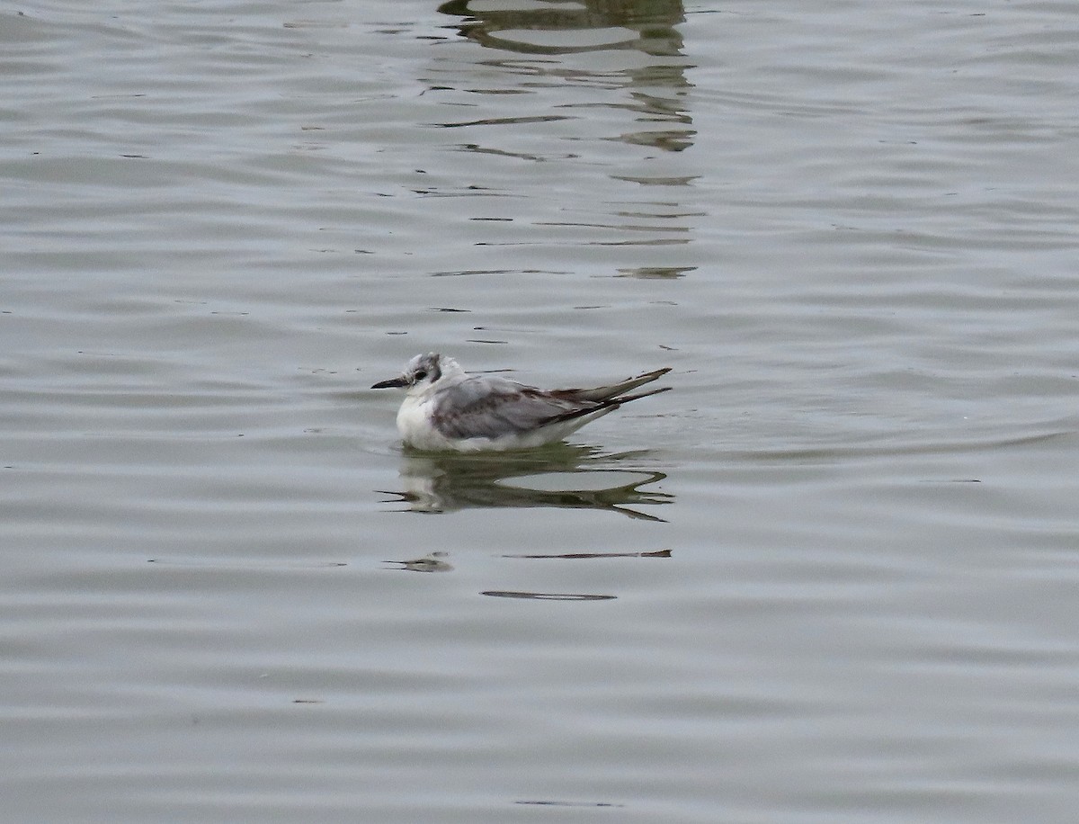 Bonaparte's Gull - ML617599275