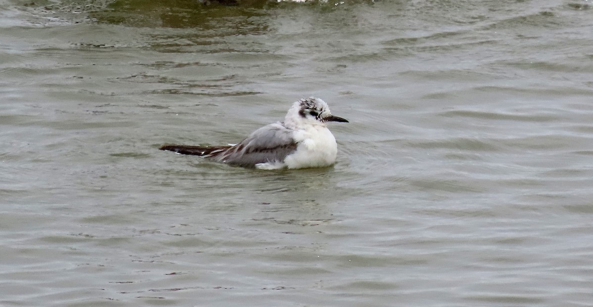 Bonaparte's Gull - Terri Osborn