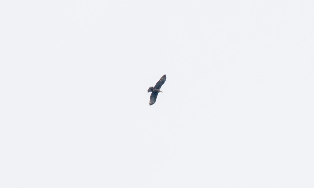 Oriental Honey-buzzard - ML617599308