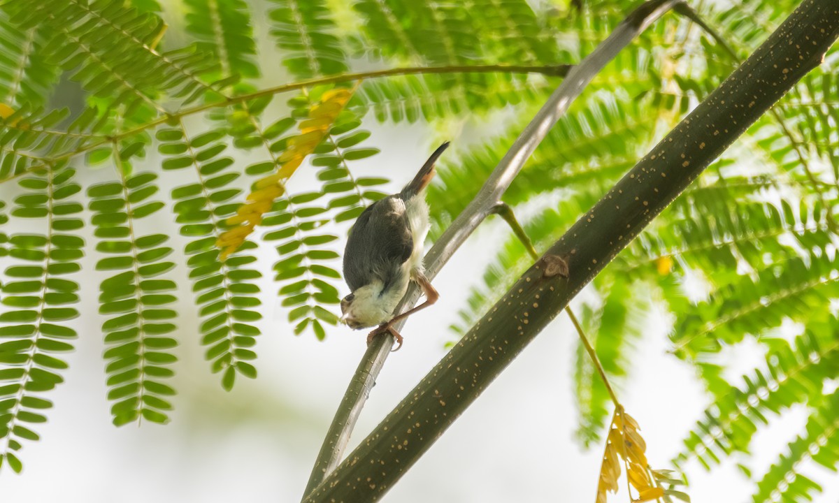 Rufous-tailed Tailorbird - ML617599319