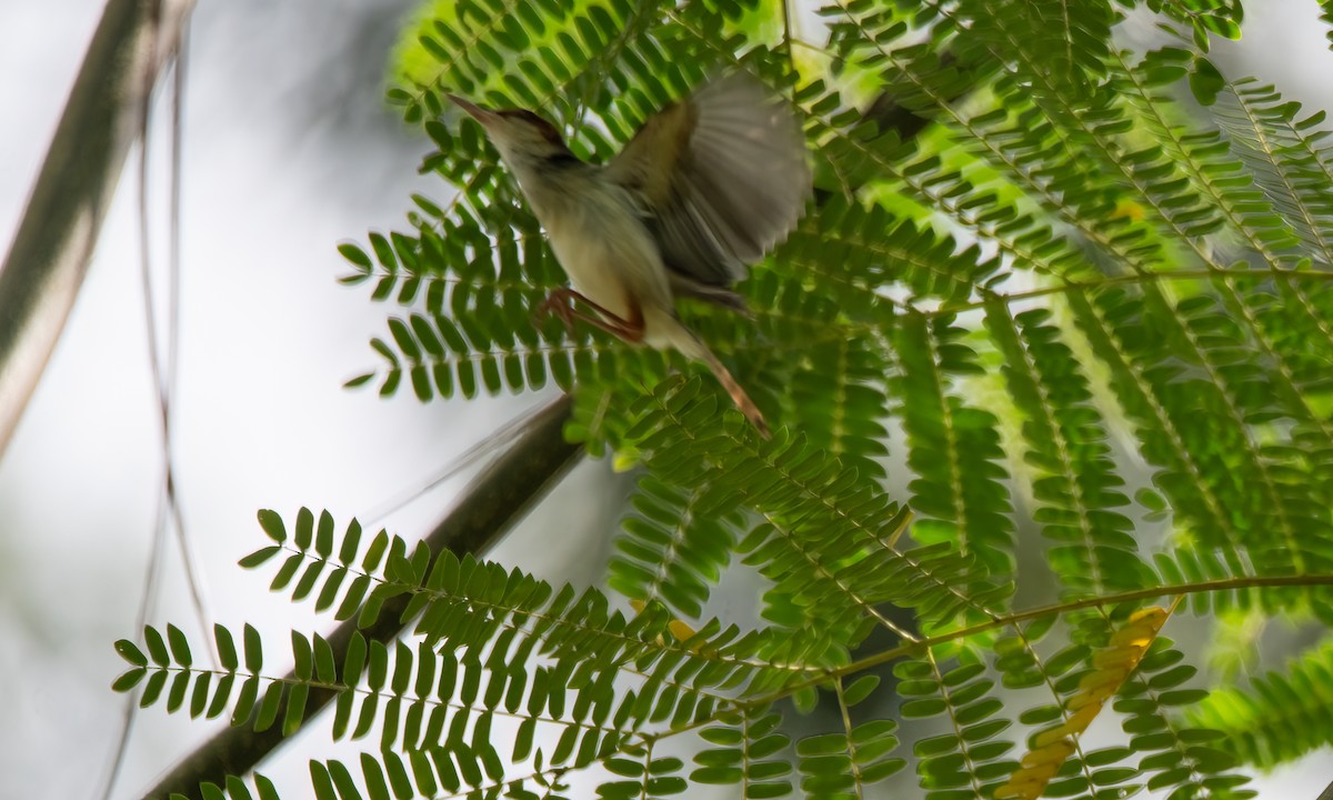 Rufous-tailed Tailorbird - ML617599321