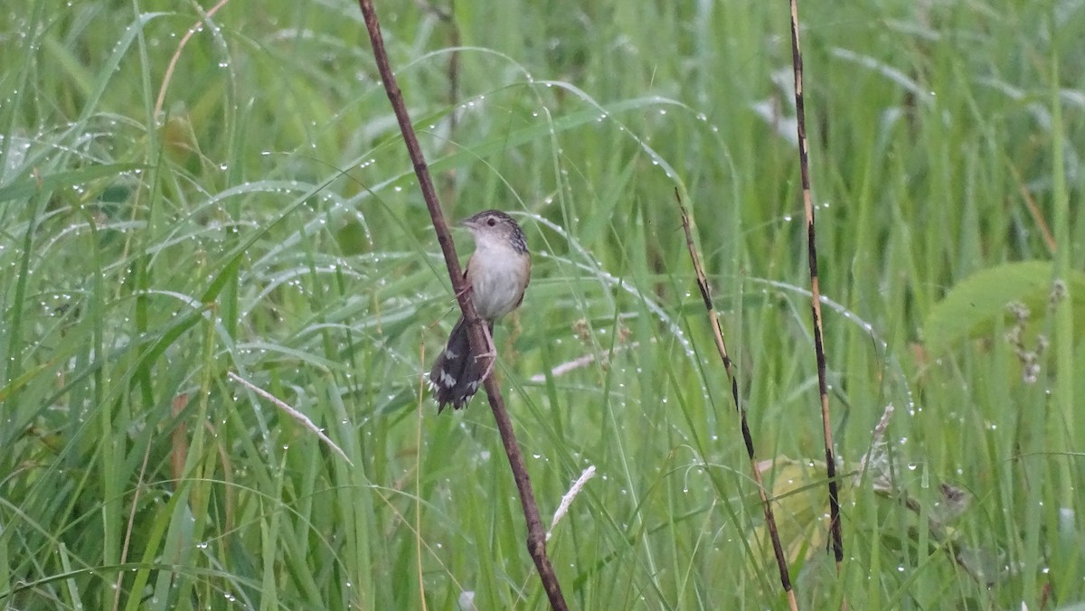 Indian Grassbird - ML617599324