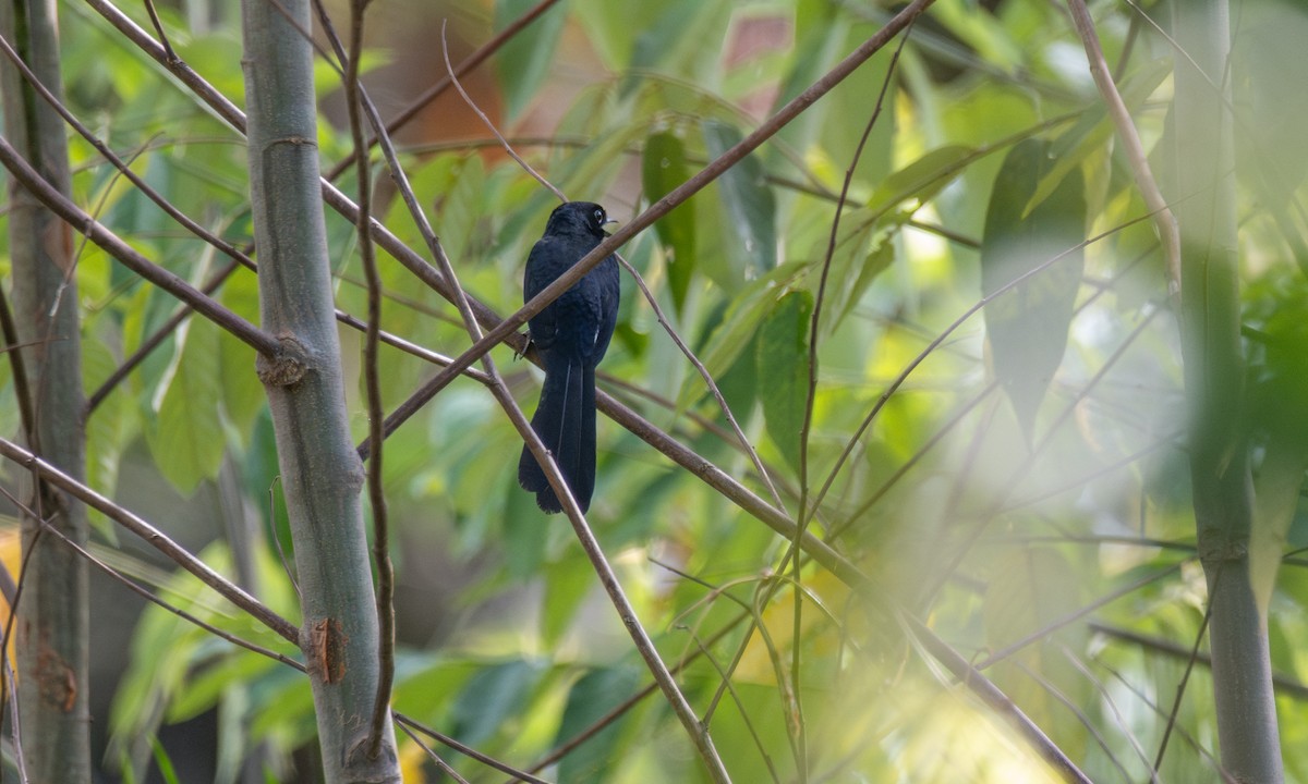 White-vented Shama - Koren Mitchell