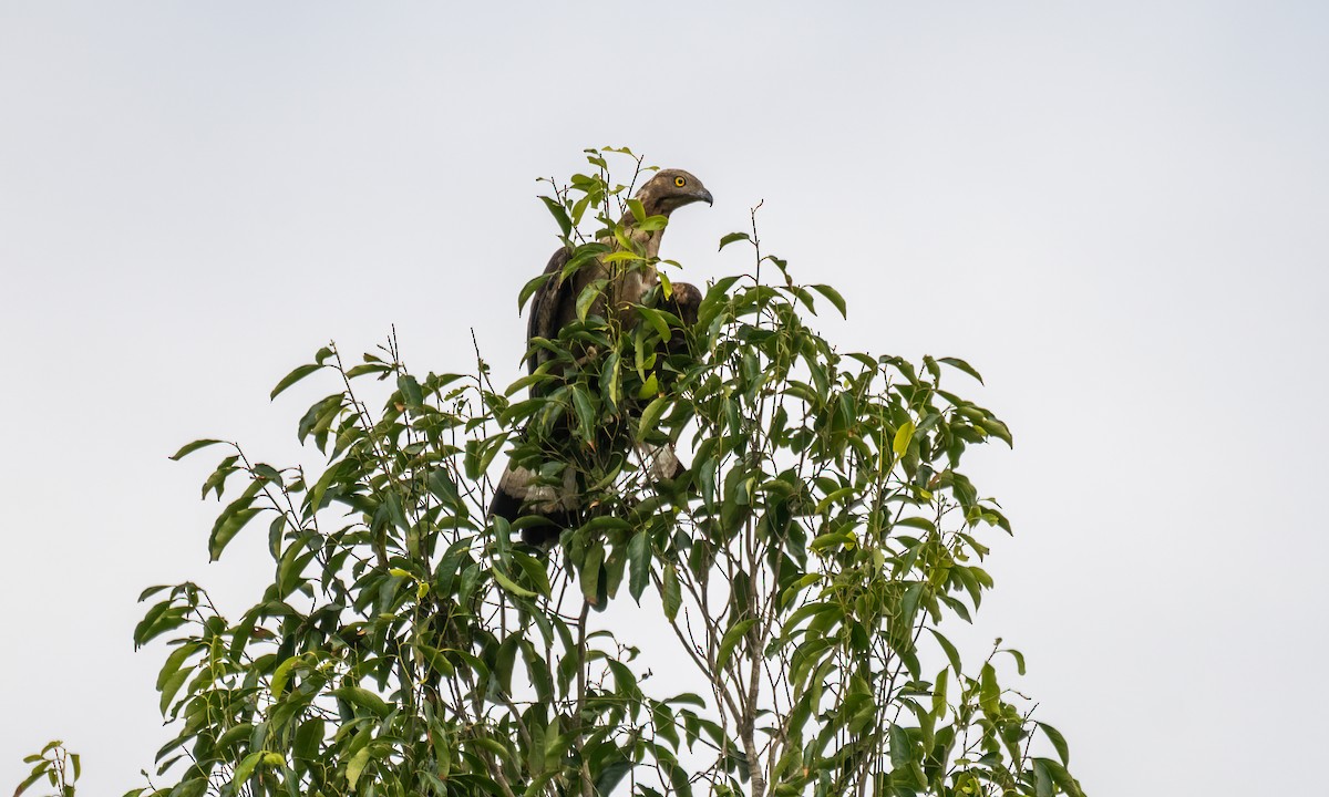 Oriental Honey-buzzard - ML617599333