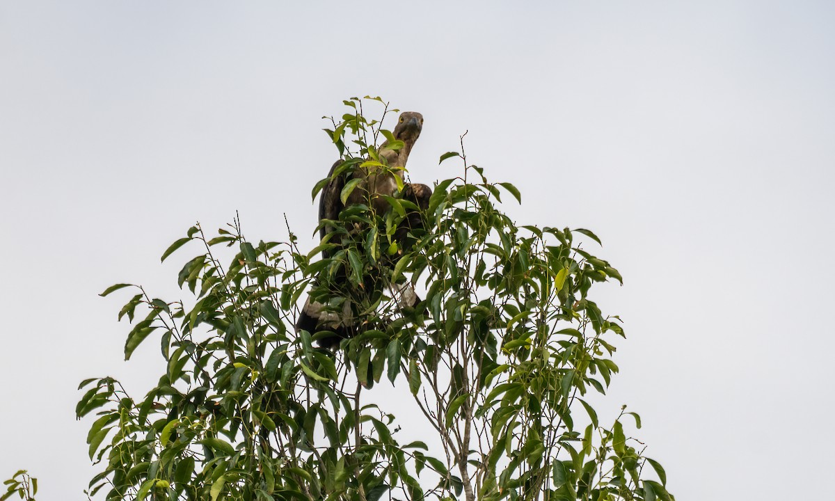 Oriental Honey-buzzard - ML617599334