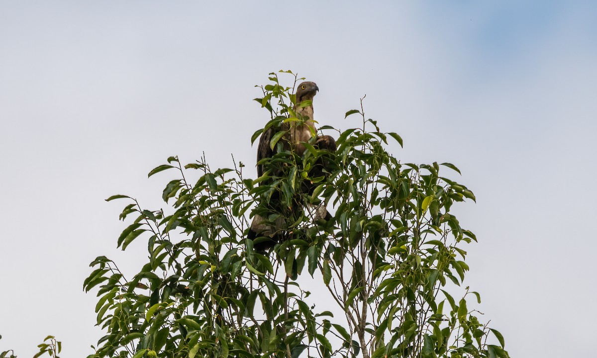 Oriental Honey-buzzard - ML617599335