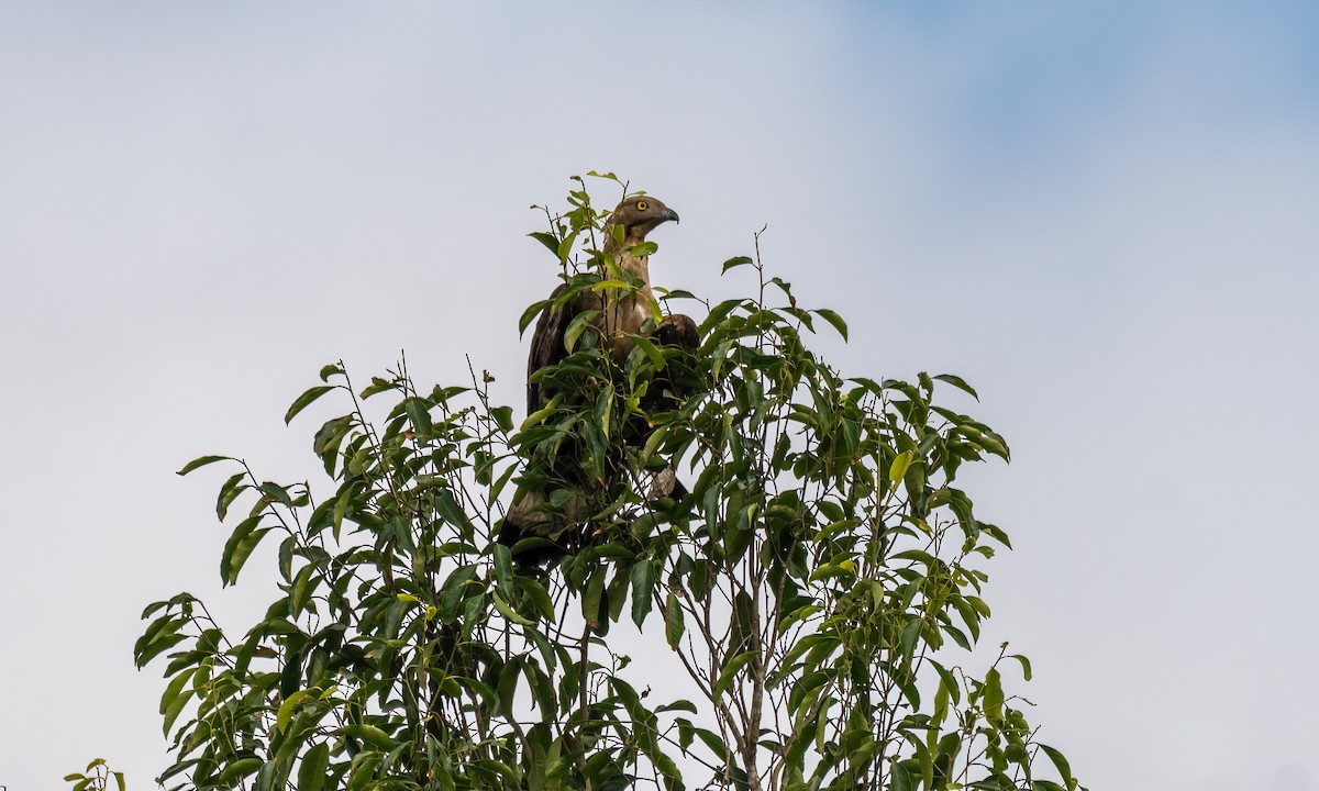 Oriental Honey-buzzard - ML617599336