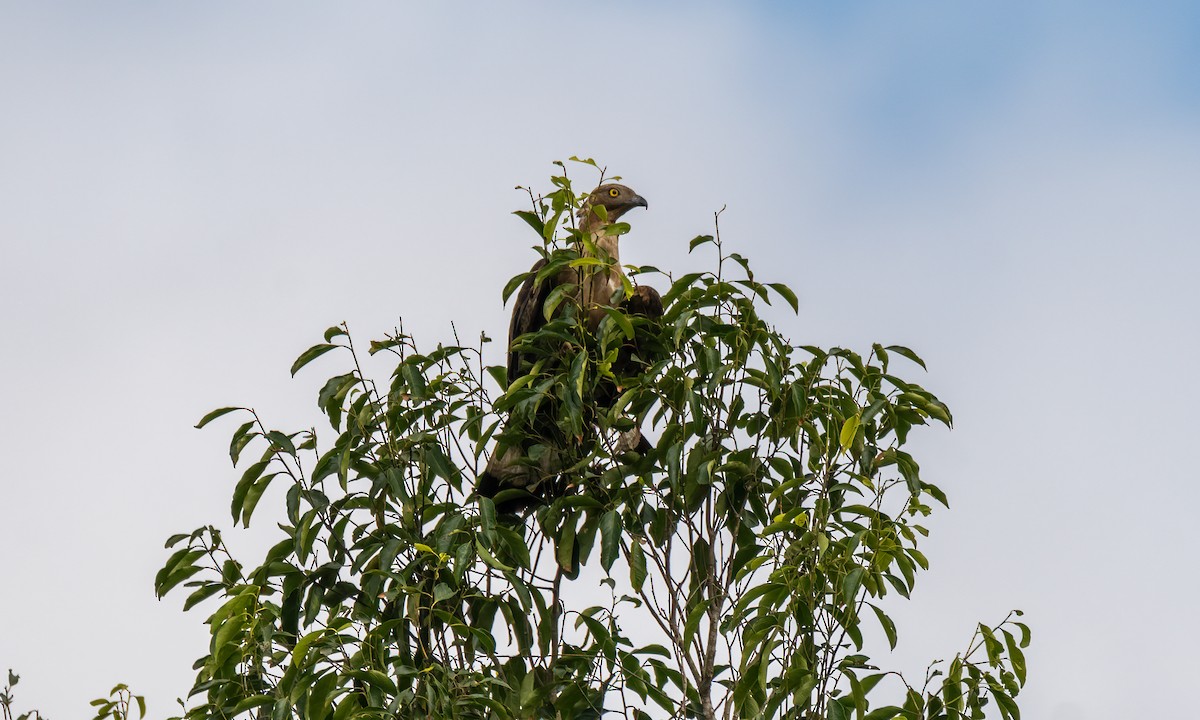 Oriental Honey-buzzard - ML617599337