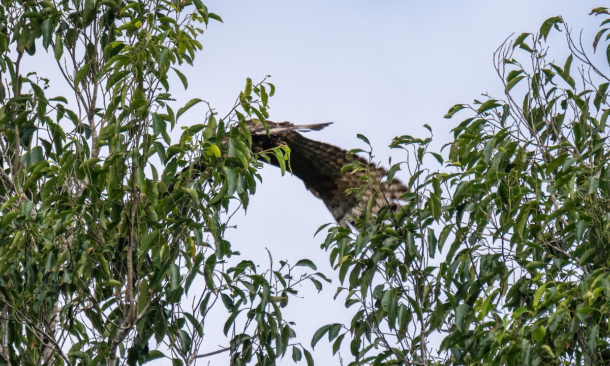 Oriental Honey-buzzard - ML617599338