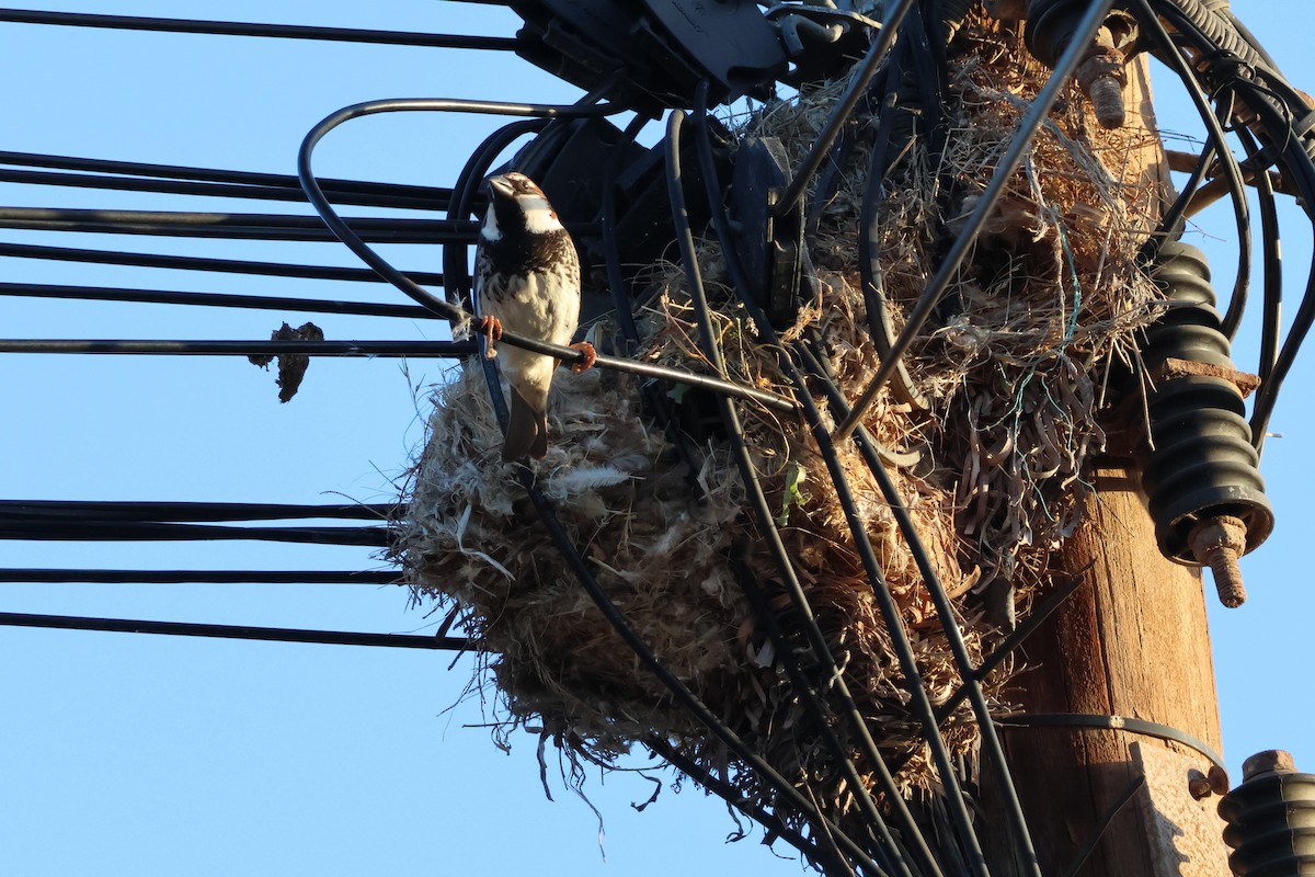 Spanish Sparrow - ML617599361