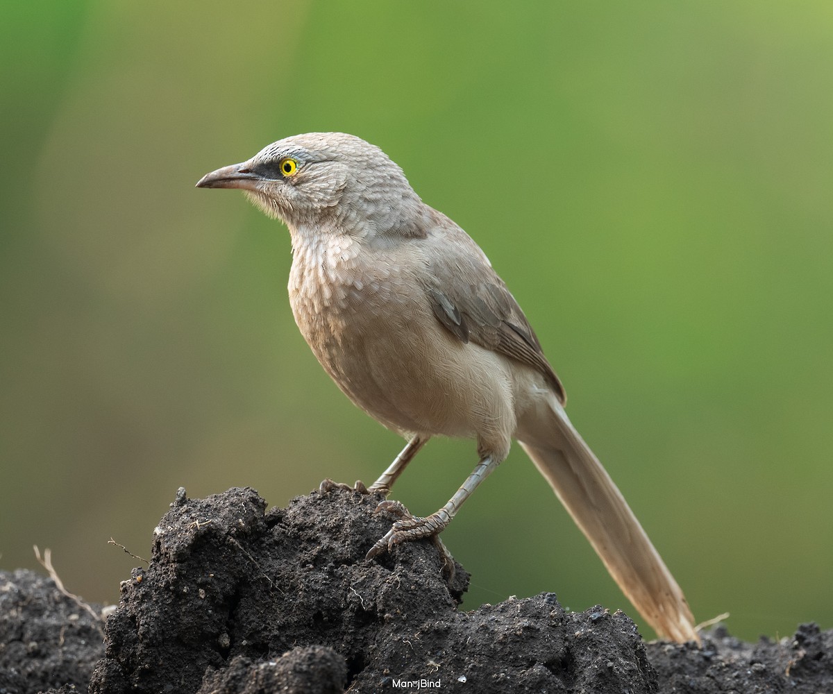 Large Gray Babbler - Manoj Bind