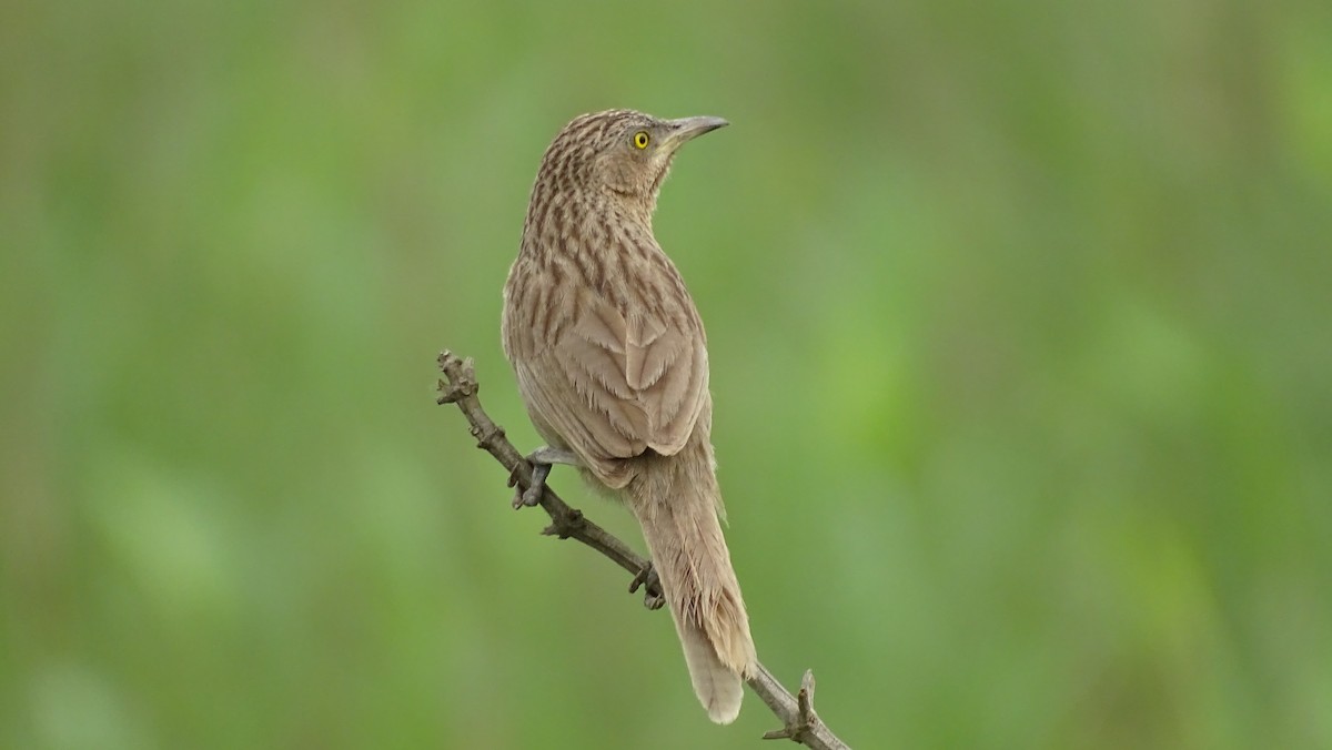 Striated Babbler - Rustom Basumatary