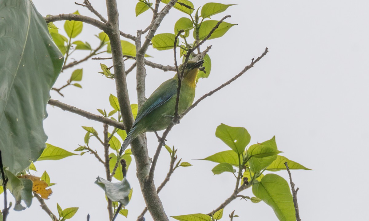 Yellow-throated Leafbird - ML617599415