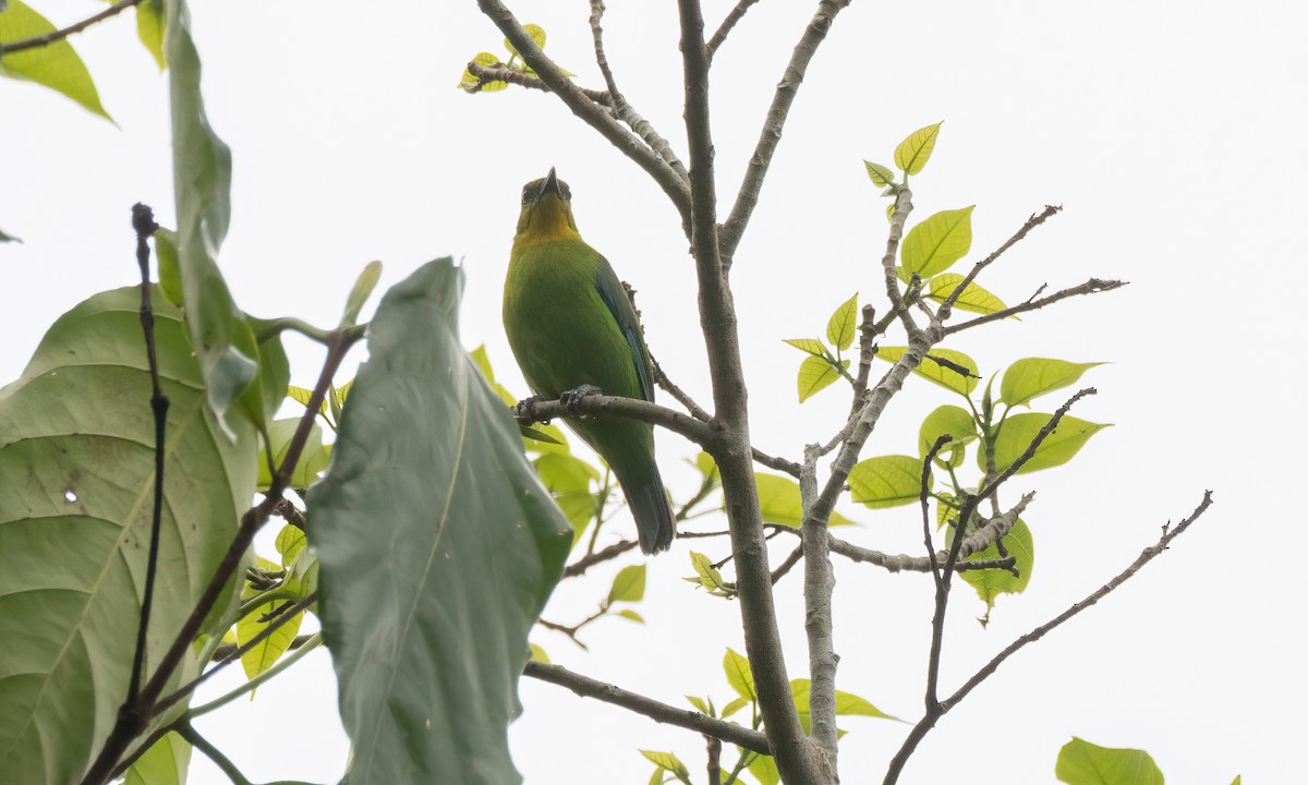 Yellow-throated Leafbird - ML617599416