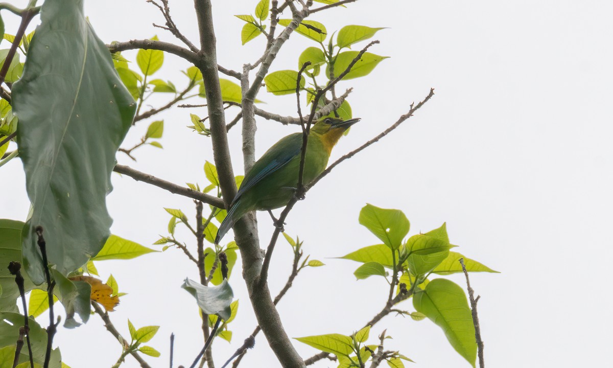Yellow-throated Leafbird - ML617599417