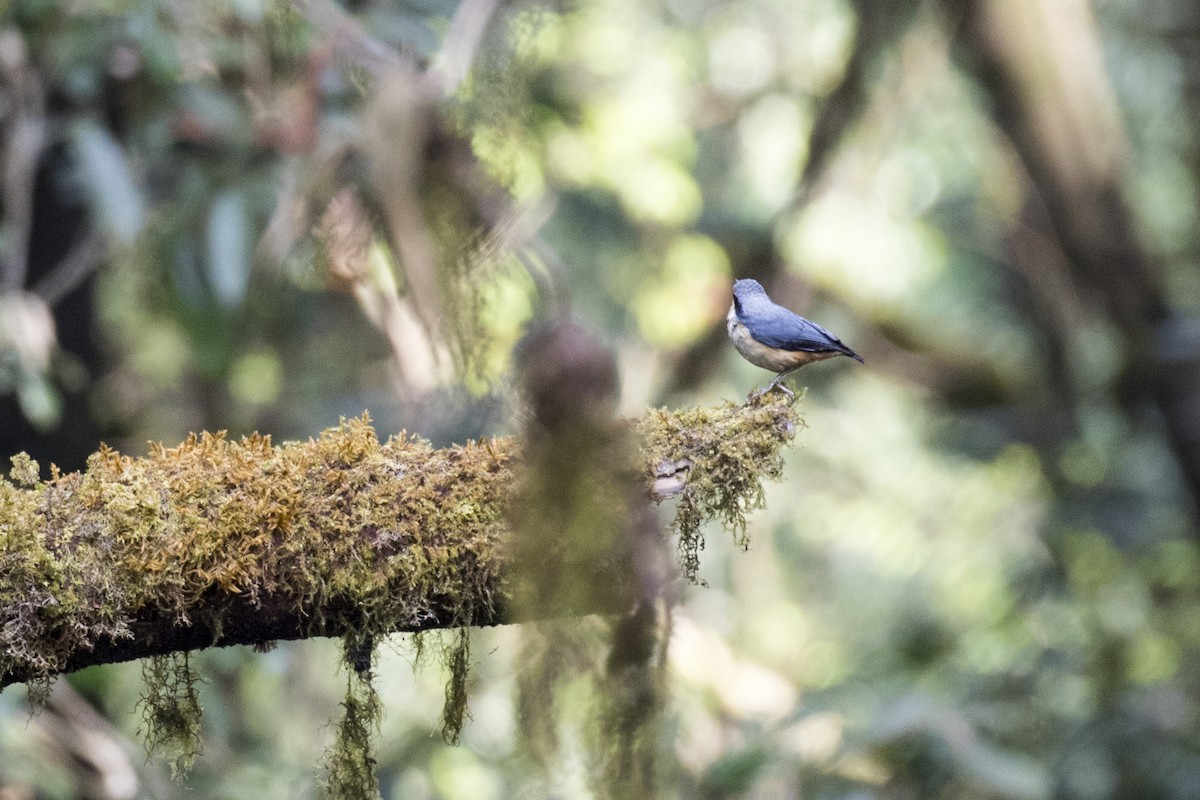 White-tailed Nuthatch - Ramesh Shenai