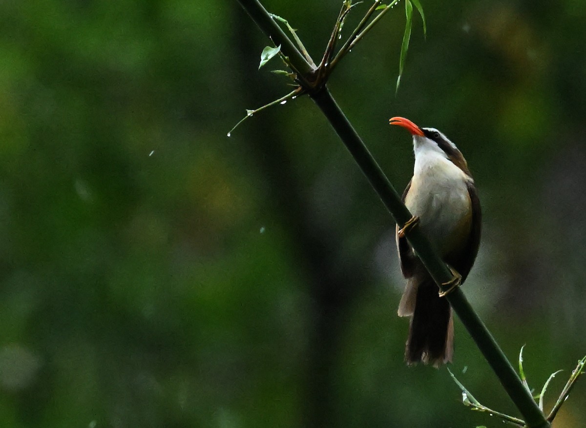 Red-billed Scimitar-Babbler - Subramniam Venkatramani