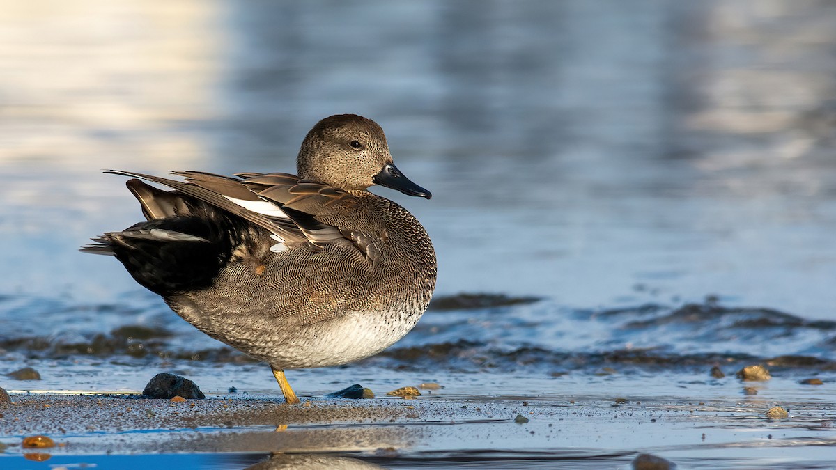 Canard chipeau - ML617599519