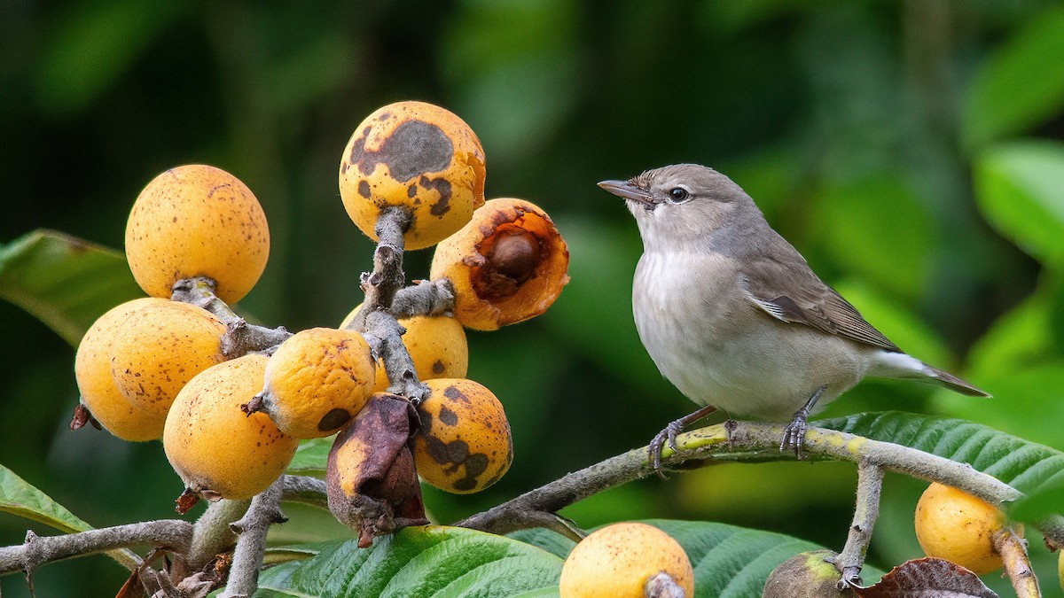 Garden Warbler - ML617599548