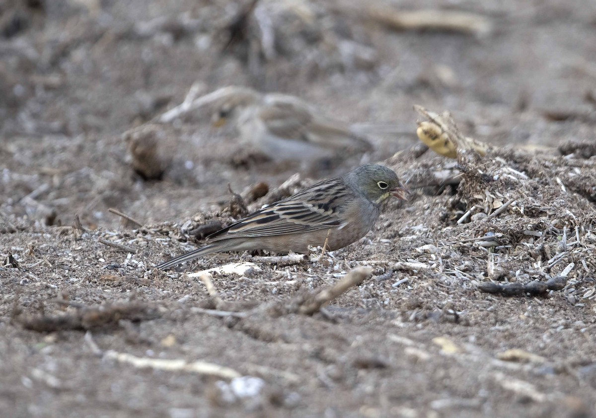 Ortolan Bunting - ML617599557