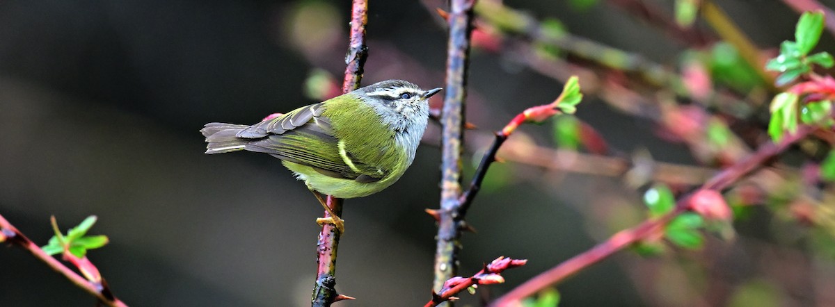 Ashy-throated Warbler - ML617599564