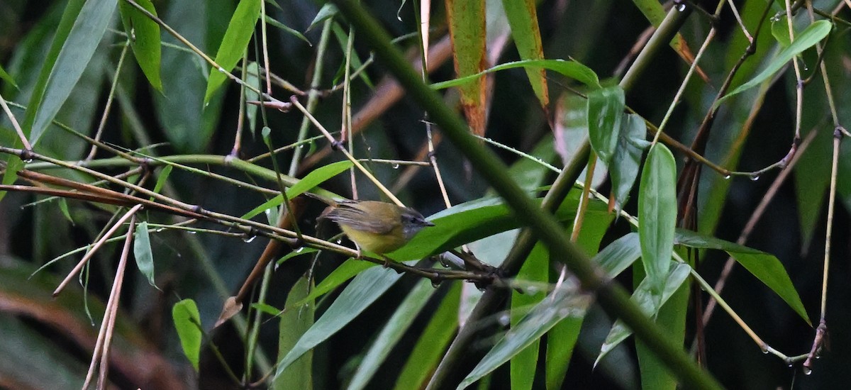 Mosquitero Cejiblanco - ML617599566