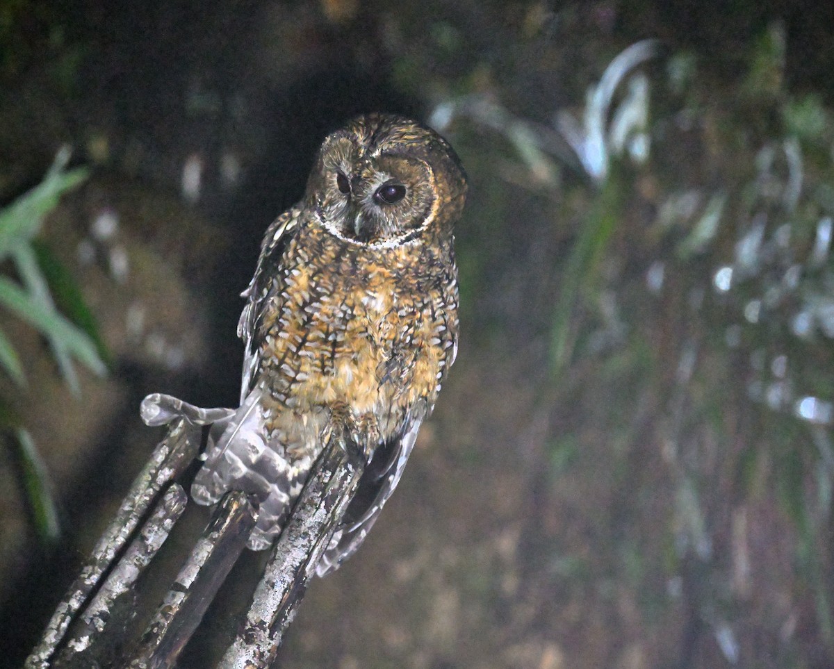 Himalayan Owl - Subramniam Venkatramani