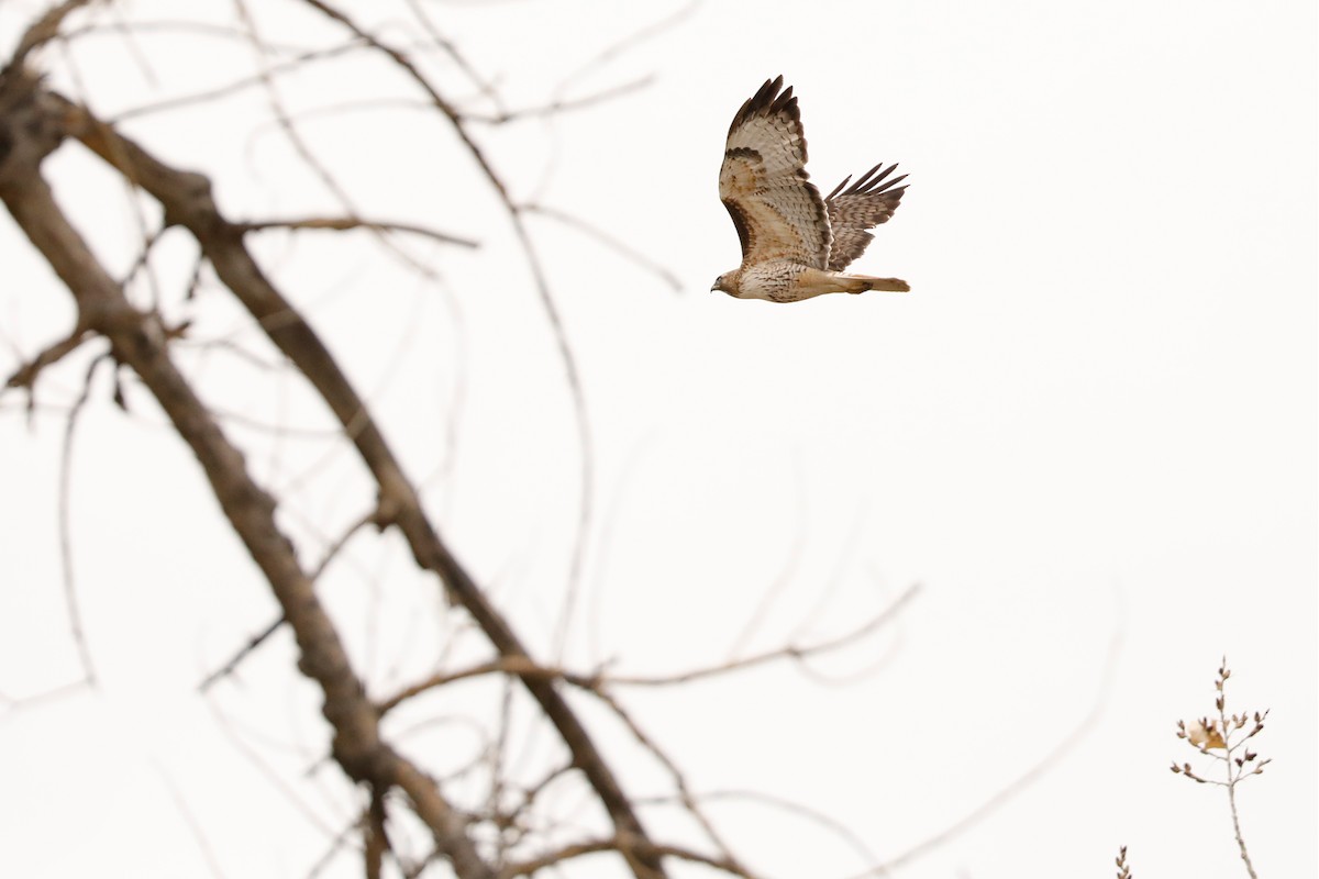 Red-tailed Hawk - ML617599610