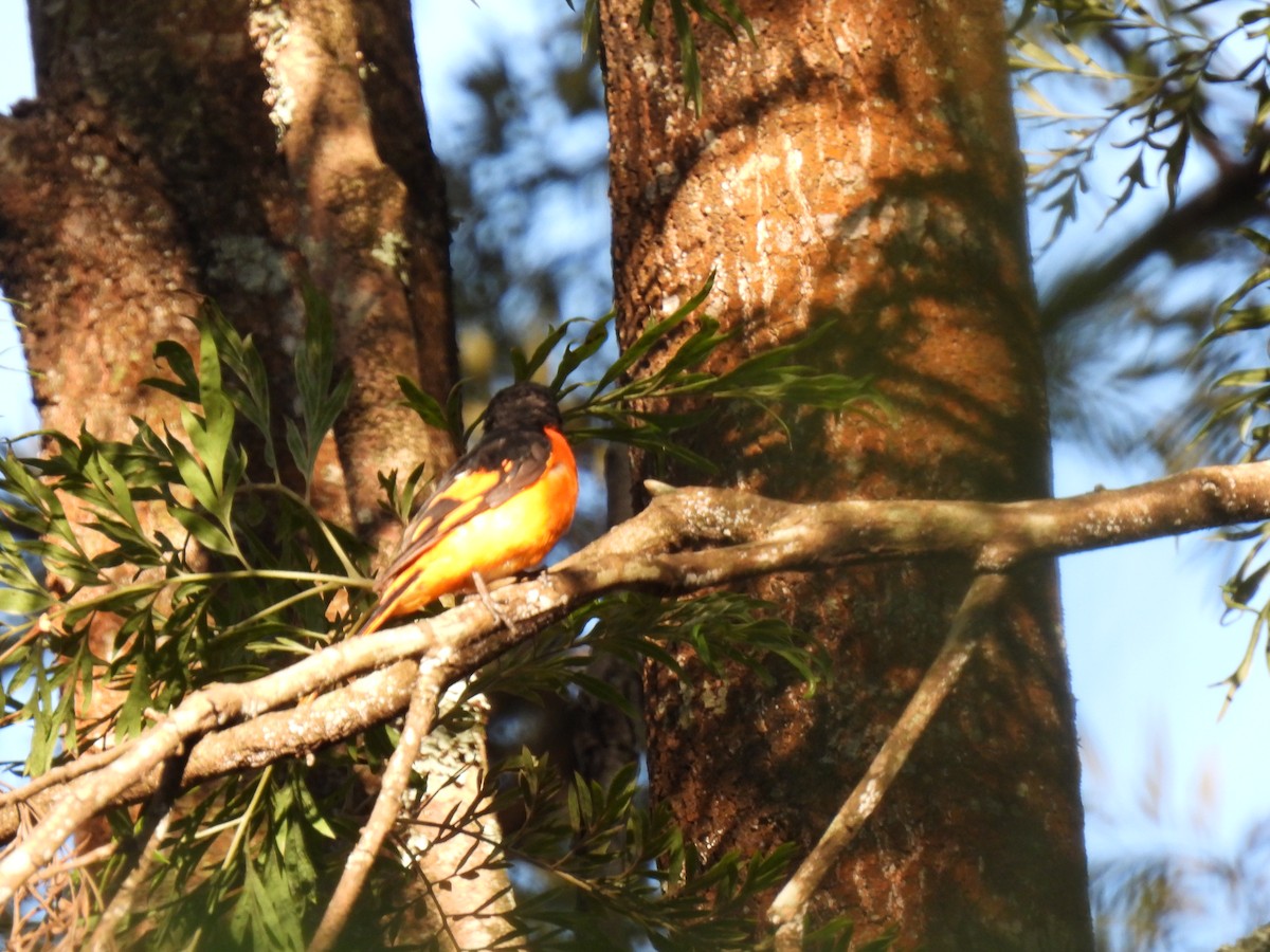 Minivet Naranja - ML617599624