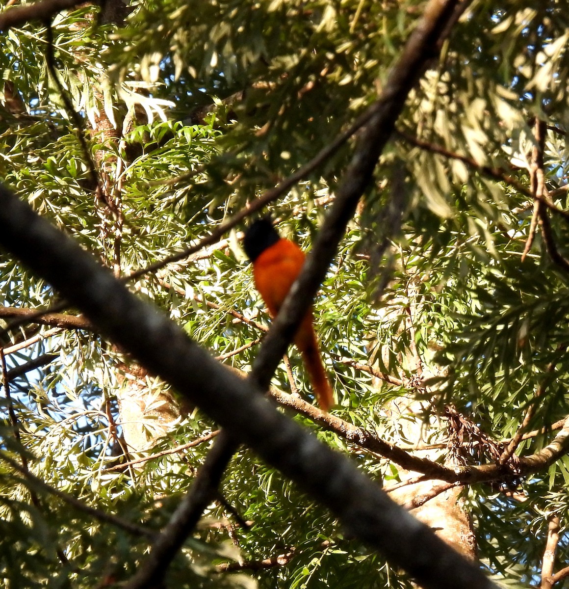 Orange Minivet - ML617599625