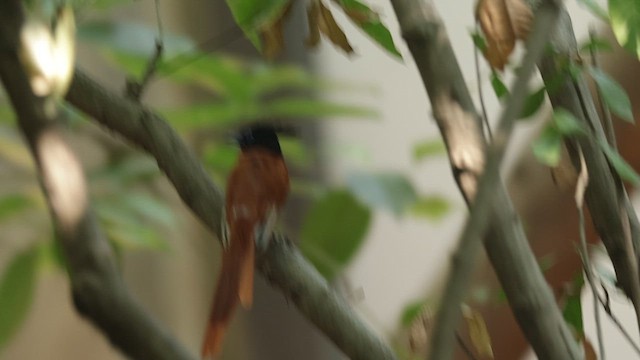 Indian Paradise-Flycatcher - ML617599640